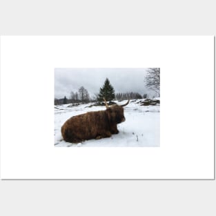 Scottish Highland Cattle Cow 2317 Posters and Art